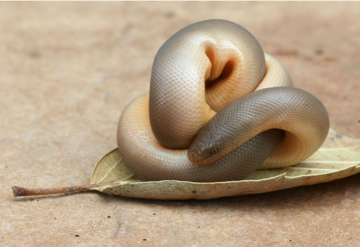 Rubber Boa